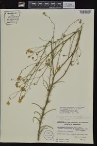 Croptilon hookerianum image