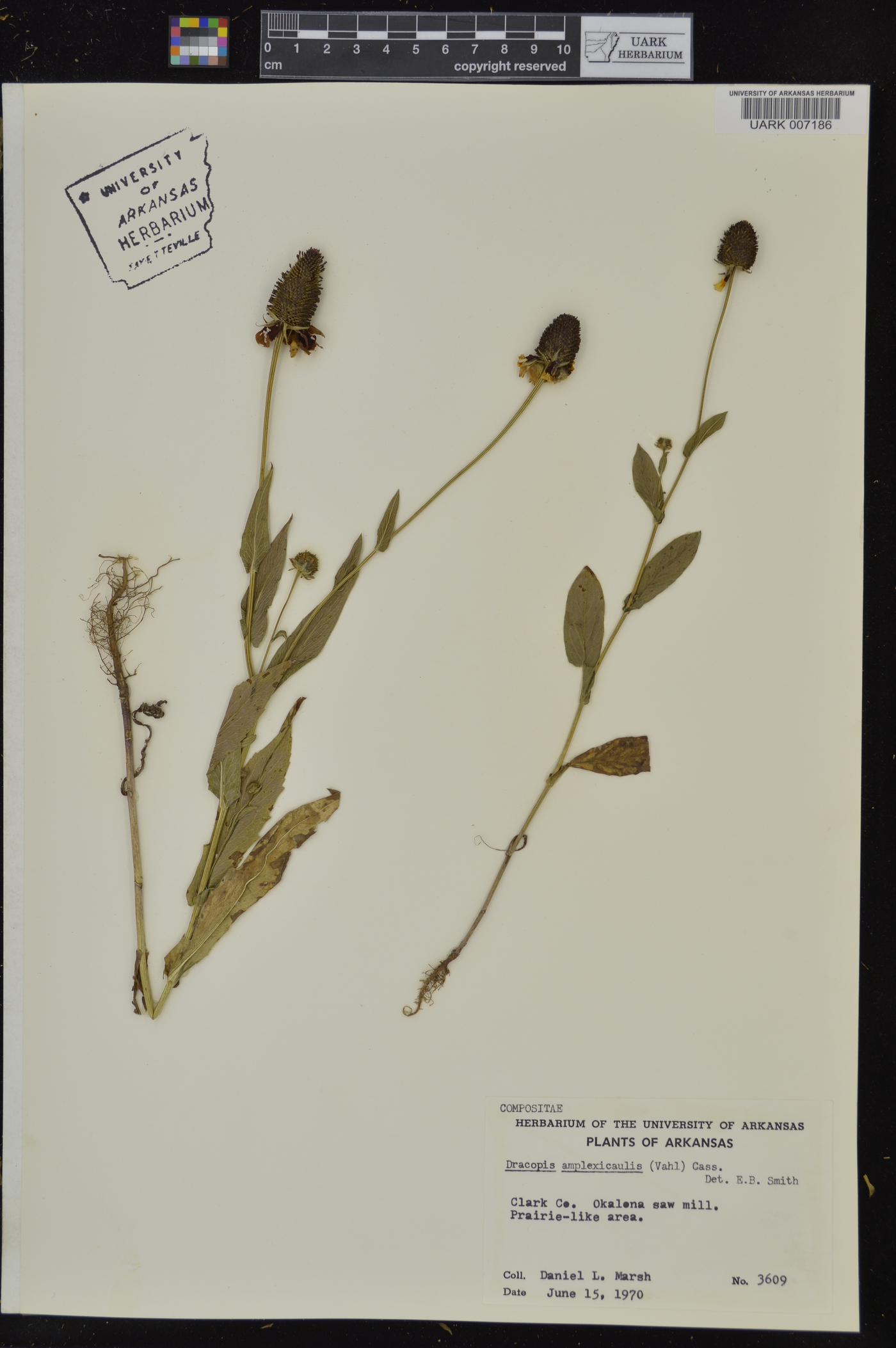Rudbeckia amplexicaulis image
