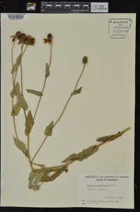 Rudbeckia amplexicaulis image