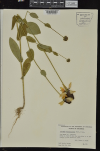 Rudbeckia amplexicaulis image