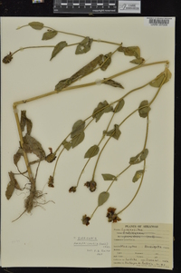 Rudbeckia amplexicaulis image