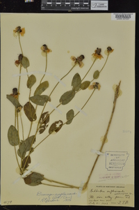 Rudbeckia amplexicaulis image