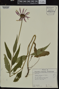 Echinacea purpurea image