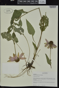 Echinacea purpurea image