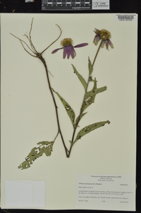 Echinacea purpurea image