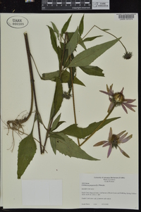 Echinacea purpurea image