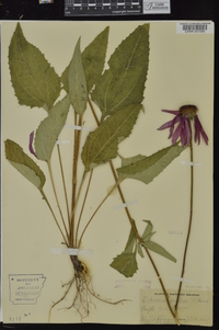 Echinacea purpurea image