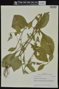 Elephantopus carolinianus image