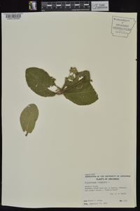 Elephantopus tomentosus image