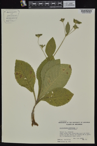 Elephantopus tomentosus image