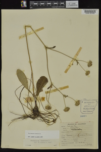 Elephantopus tomentosus image