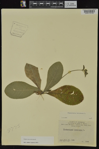 Elephantopus tomentosus image