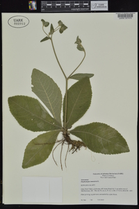 Elephantopus tomentosus image