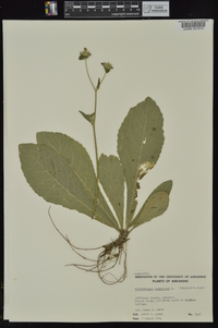 Elephantopus tomentosus image