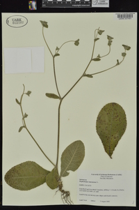 Elephantopus tomentosus image