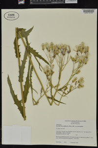 Erechtites hieraciifolius var. hieraciifolius image