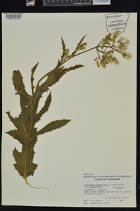 Erechtites hieraciifolius var. hieraciifolius image