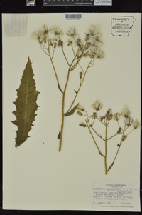 Erechtites hieraciifolius var. hieraciifolius image