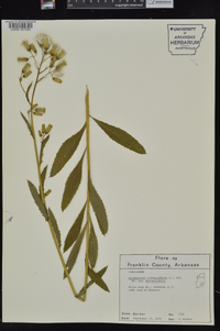 Erechtites hieraciifolius var. hieraciifolius image