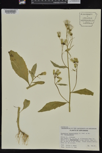 Erechtites hieraciifolius var. hieraciifolius image