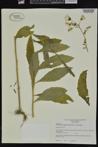 Erechtites hieraciifolius var. hieraciifolius image