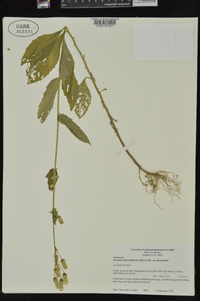 Erechtites hieraciifolius var. hieraciifolius image