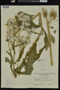 Erechtites hieraciifolius var. hieraciifolius image