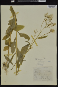 Erechtites hieraciifolius var. hieraciifolius image