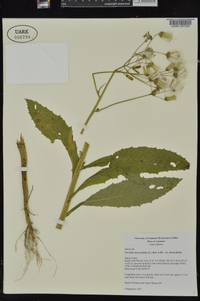 Erechtites hieraciifolius var. hieraciifolius image