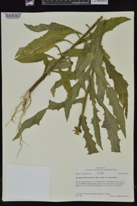 Erechtites hieraciifolius var. hieraciifolius image