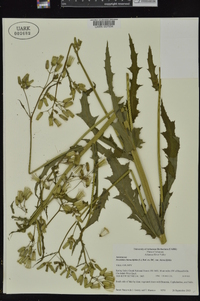 Erechtites hieraciifolius var. hieraciifolius image