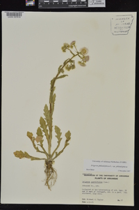 Erigeron philadelphicus var. philadelphicus image