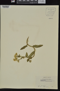 Erigeron philadelphicus var. philadelphicus image