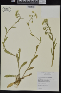 Erigeron philadelphicus var. philadelphicus image