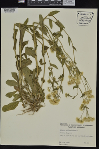 Erigeron philadelphicus var. philadelphicus image
