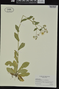 Erigeron philadelphicus var. philadelphicus image