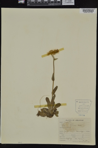 Erigeron pulchellus image