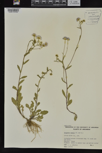 Erigeron tenuis image