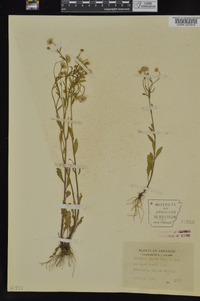 Erigeron tenuis image