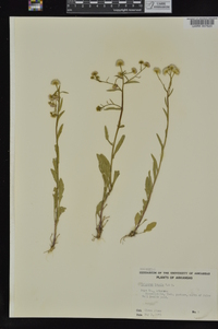 Erigeron tenuis image