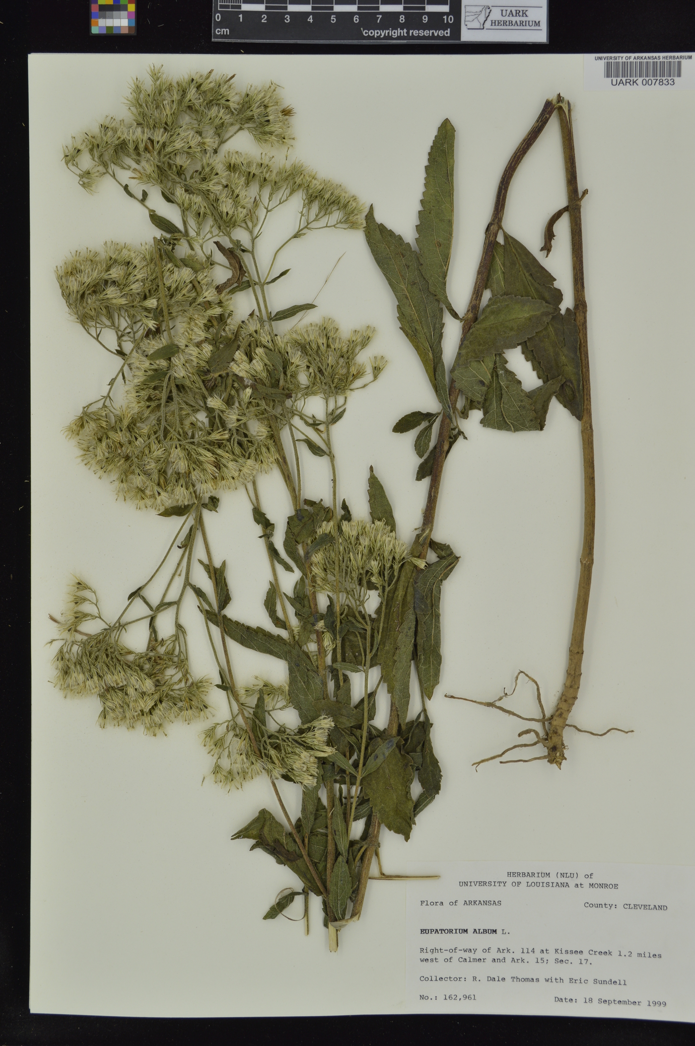 Eupatorium album image