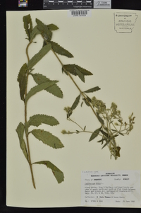 Eupatorium album image