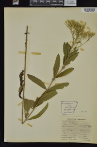 Eupatorium album image