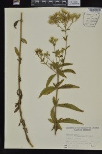 Eupatorium album image