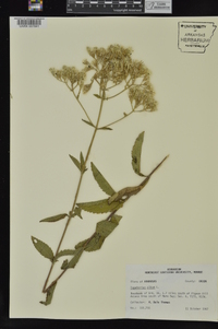 Eupatorium album image