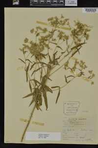 Eupatorium altissimum image