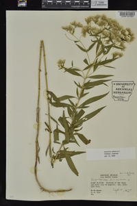 Eupatorium altissimum image