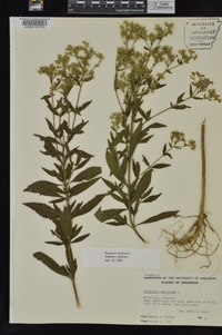 Eupatorium altissimum image