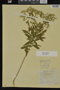 Eupatorium altissimum image