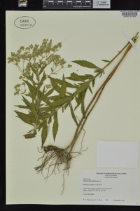 Eupatorium altissimum image